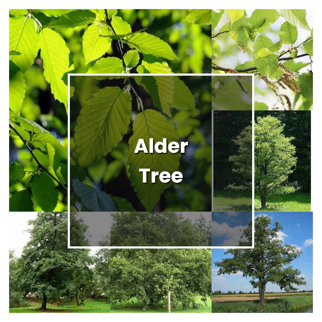 How To Grow Alder Tree Plant Care Tips NorwichGardener