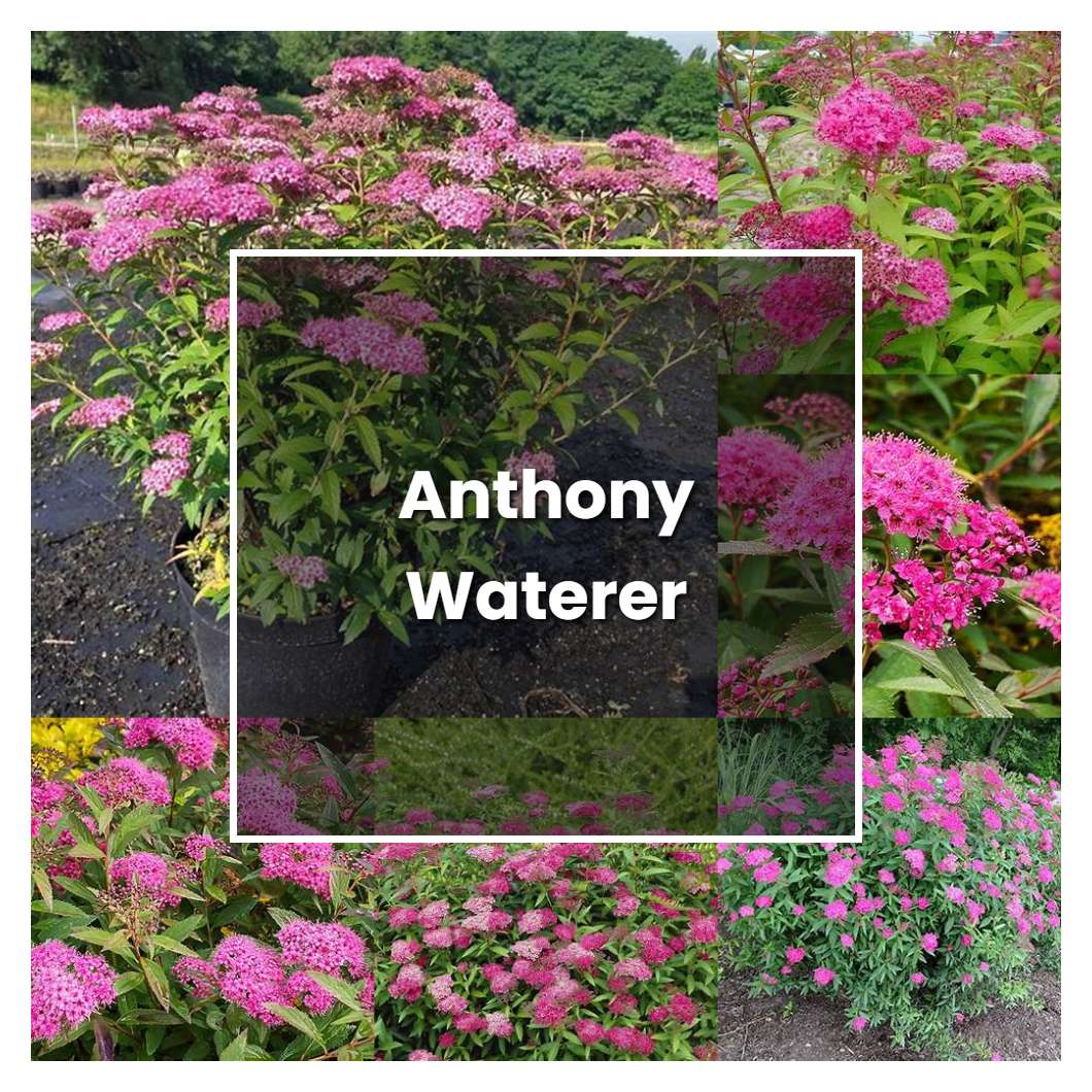 How To Grow Anthony Waterer Plant Care Tips NorwichGardener