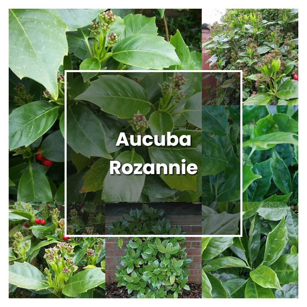 How To Grow Aucuba Rozannie Plant Care Tips NorwichGardener