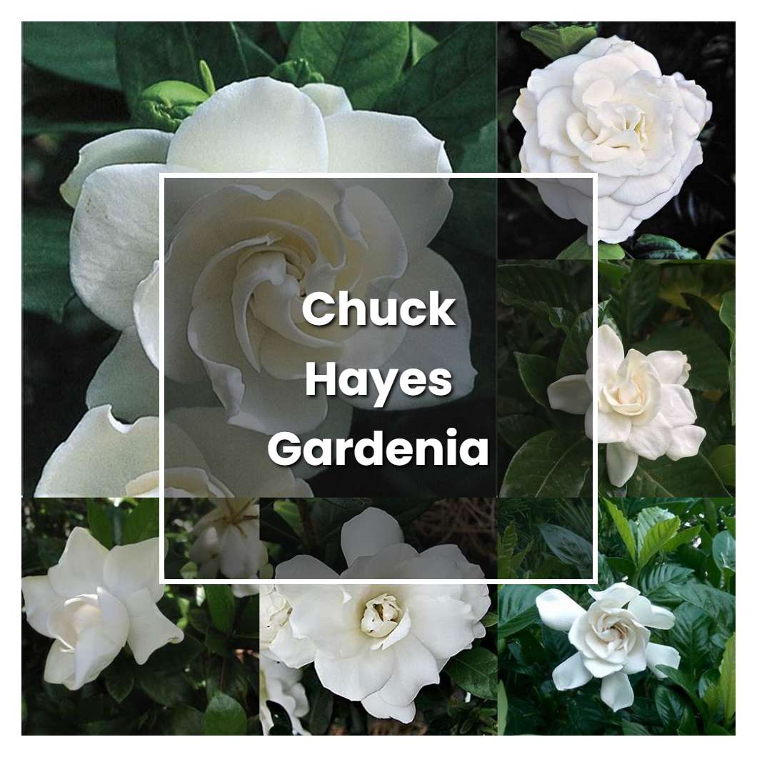 How To Grow Chuck Hayes Gardenia Plant Care Tips Norwichgardener