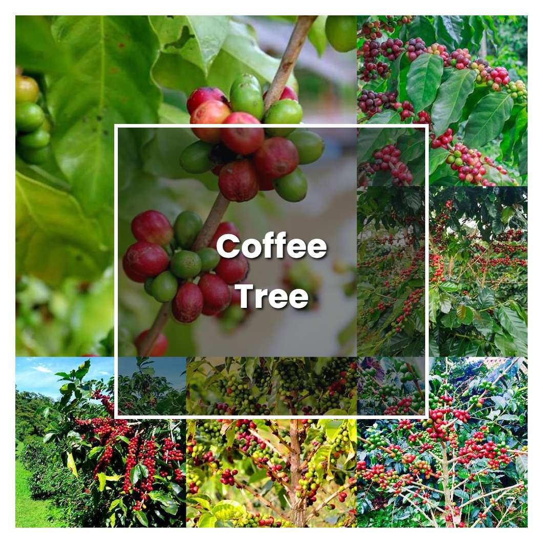 How To Grow Coffee Tree Plant Care Tips Norwichgardener