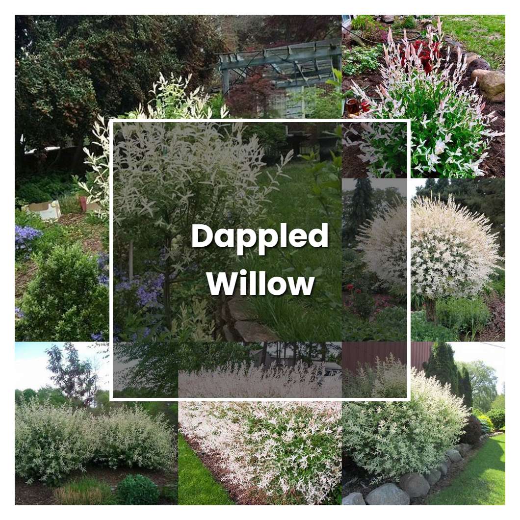 How To Grow Dappled Willow Plant Care Tips Norwichgardener