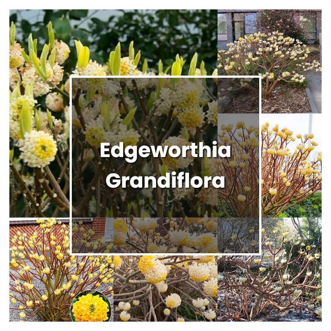 How To Grow Edgeworthia Grandiflora Plant Care Tips NorwichGardener