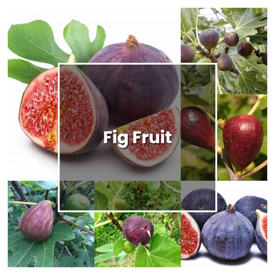 How To Grow Fig Fruit Plant Care Tips Norwichgardener