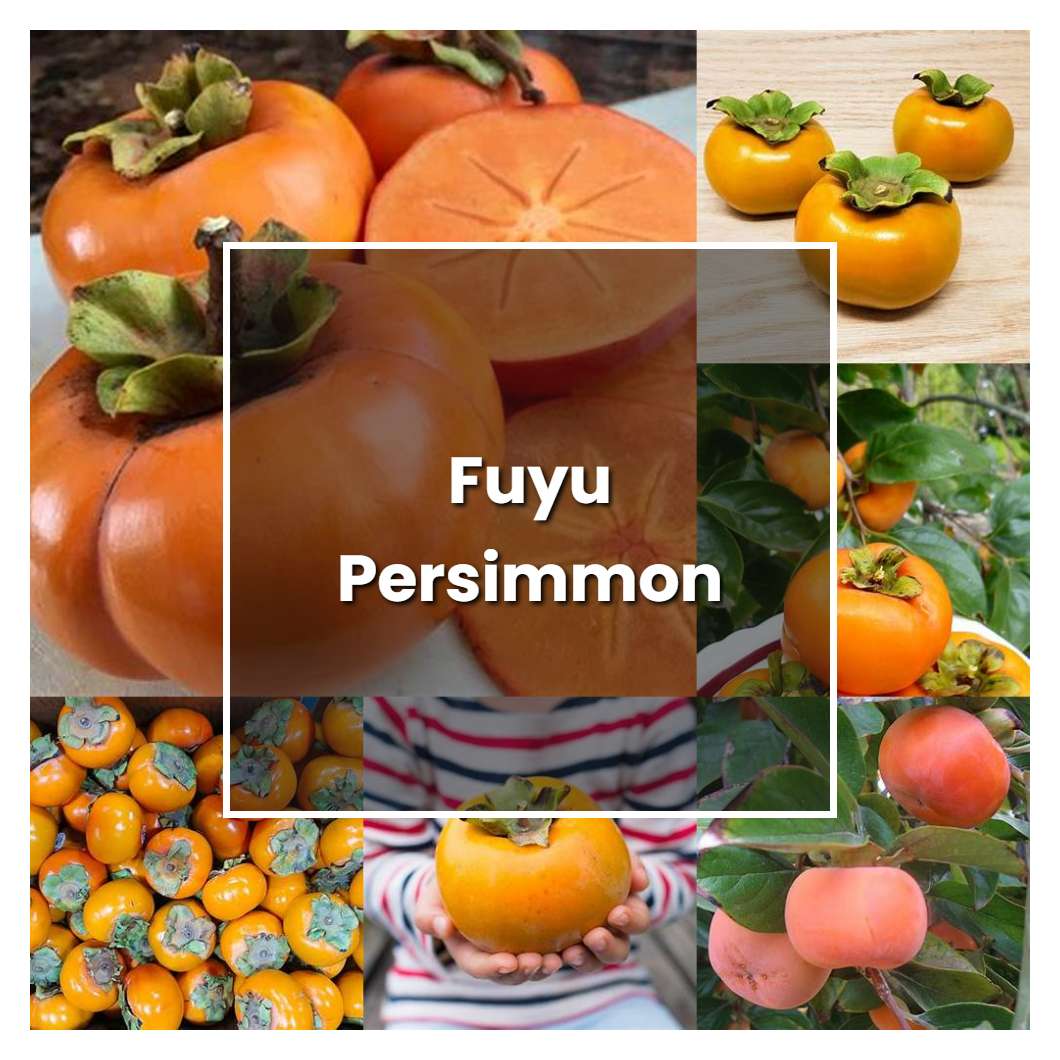 How To Grow Fuyu Persimmon Plant Care Tips NorwichGardener