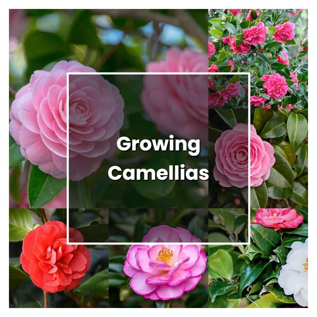 How To Grow Growing Camellias Plant Care Tips Norwichgardener