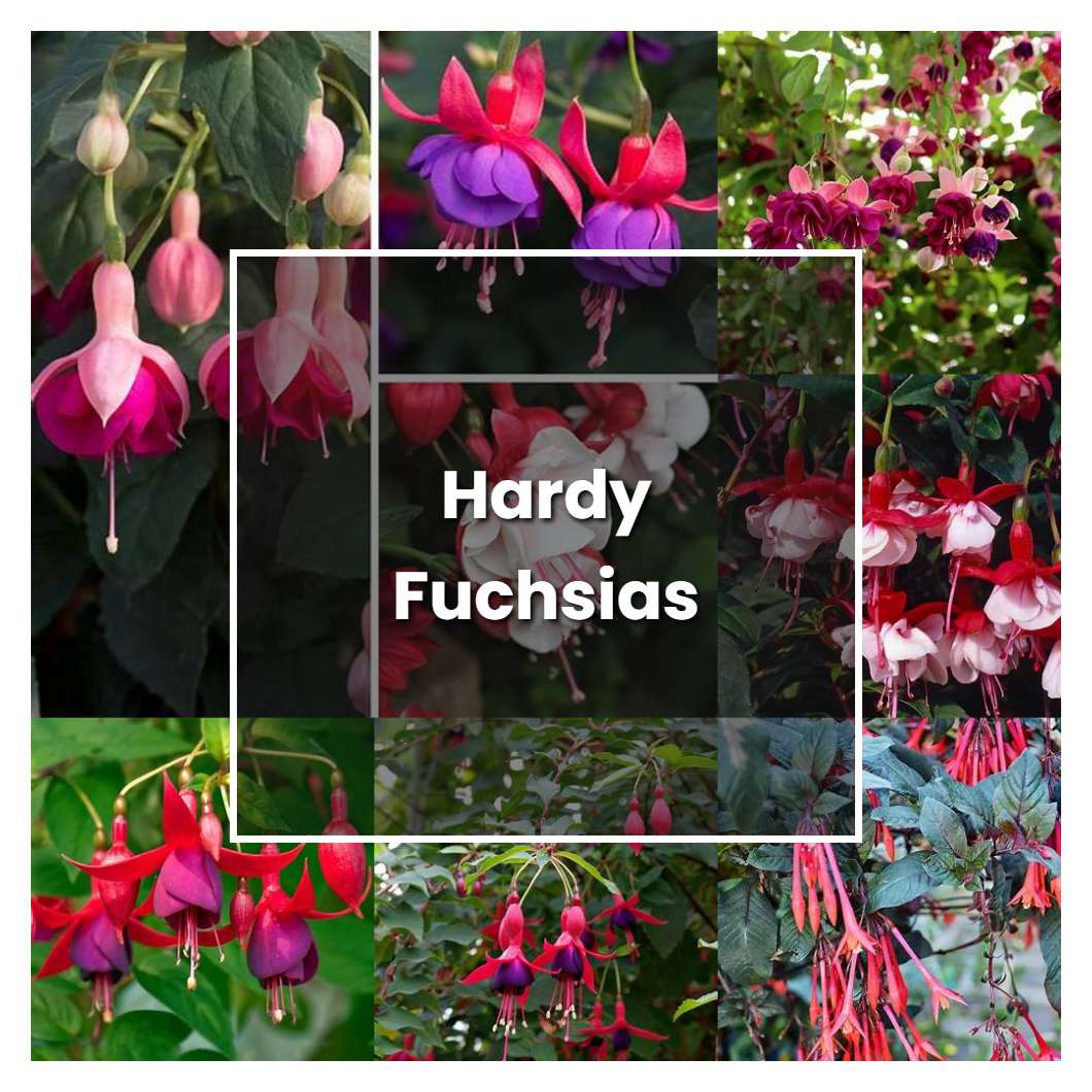 How To Grow Hardy Fuchsias Plant Care Tips NorwichGardener