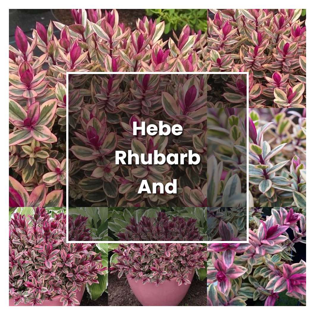 How To Grow Hebe Rhubarb And Custard Plant Care Tips Norwichgardener