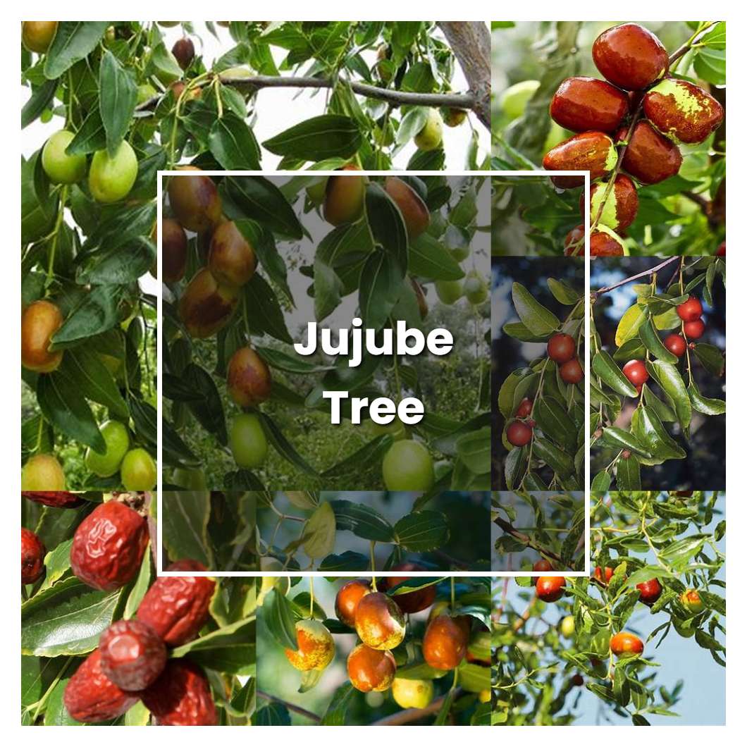 How To Grow Jujube Tree Plant Care Tips NorwichGardener