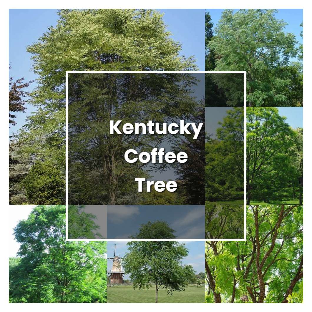 How To Grow Kentucky Coffee Tree Plant Care Tips Norwichgardener