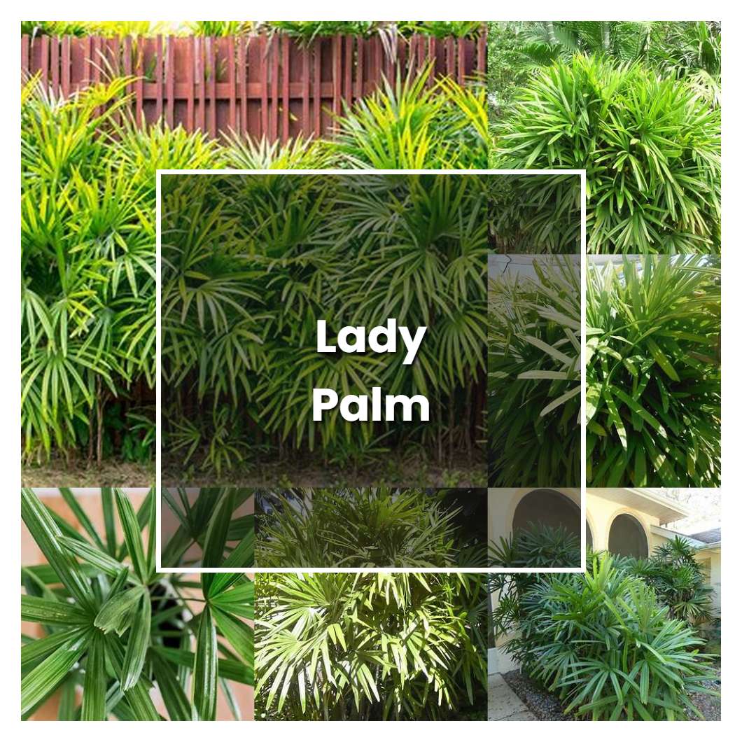 How To Grow Lady Palm Plant Care Tips Norwichgardener