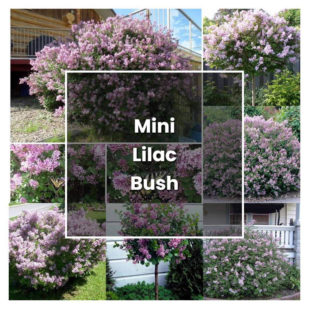 How To Grow Mini Lilac Bush Plant Care Tips Norwichgardener