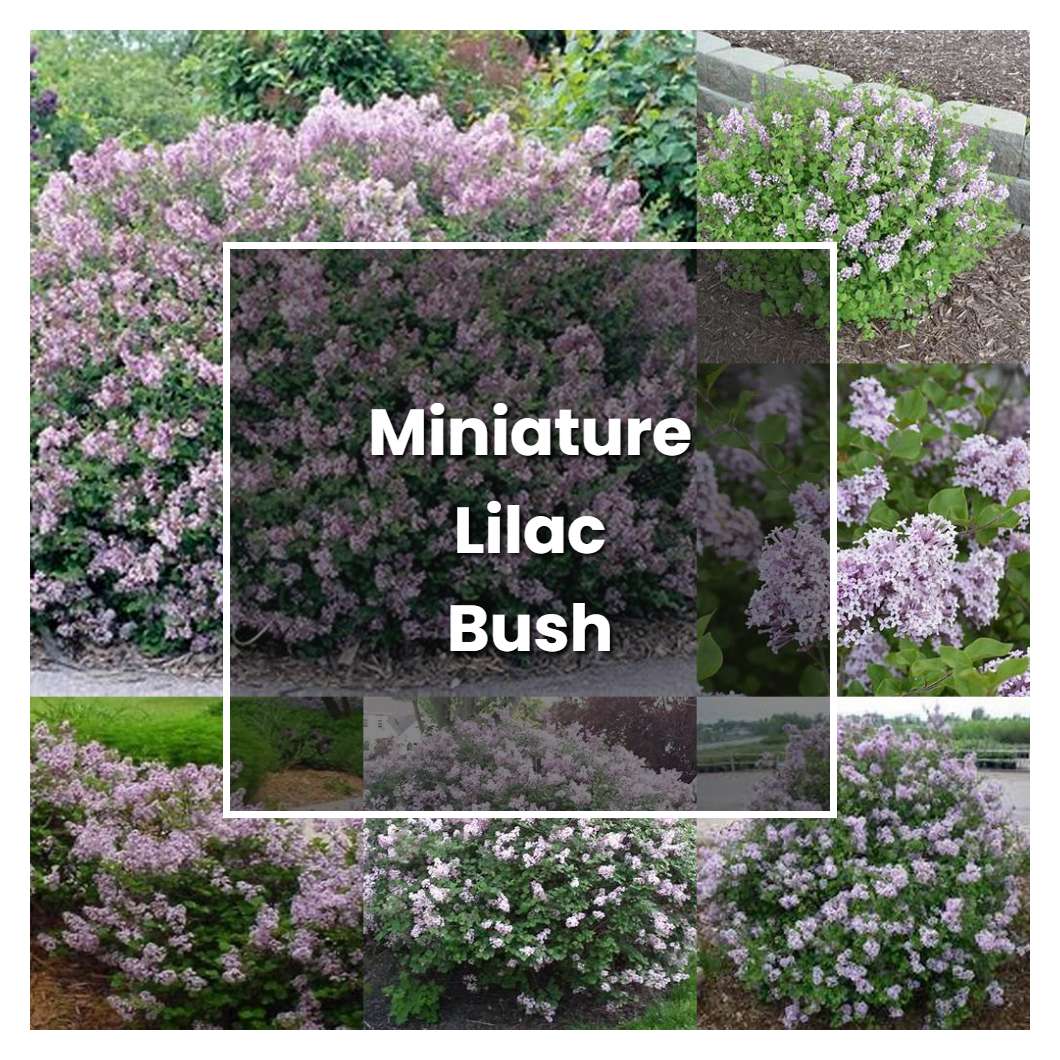 How To Grow Miniature Lilac Bush Plant Care Tips Norwichgardener