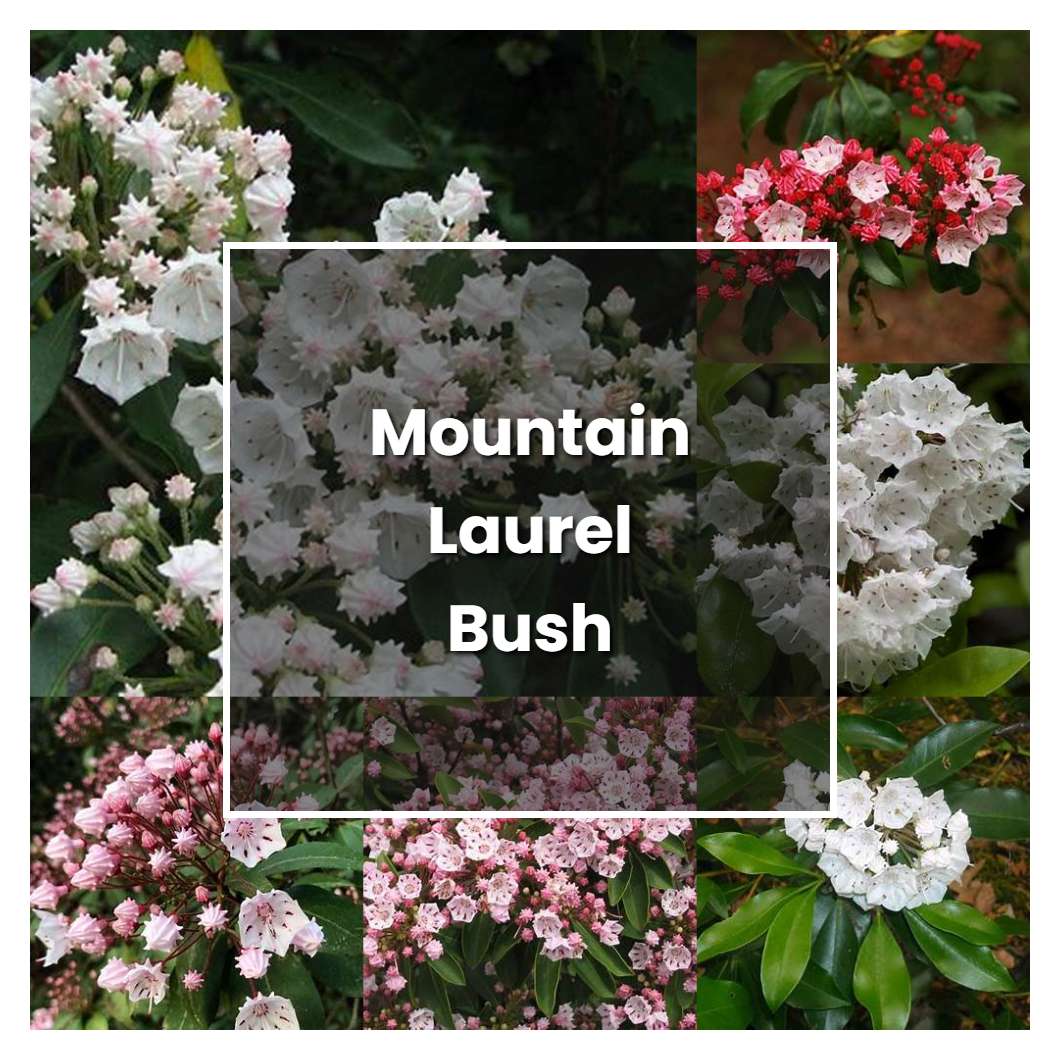 How To Grow Mountain Laurel Bush Plant Care Tips Norwichgardener