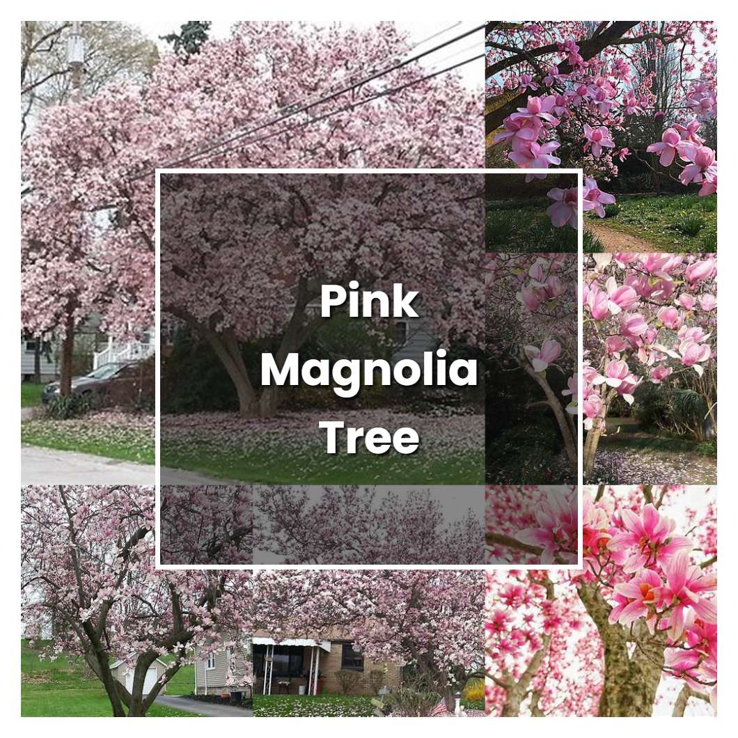 How To Grow Pink Magnolia Tree Plant Care Tips Norwichgardener