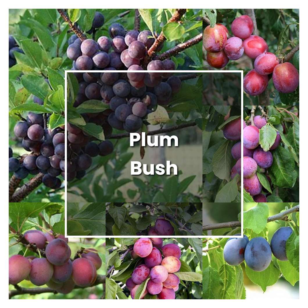 How To Grow Plum Bush Plant Care Tips NorwichGardener