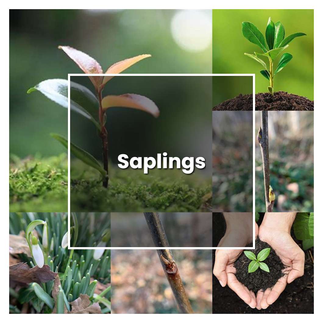 How To Grow Saplings Plant Care Tips Norwichgardener