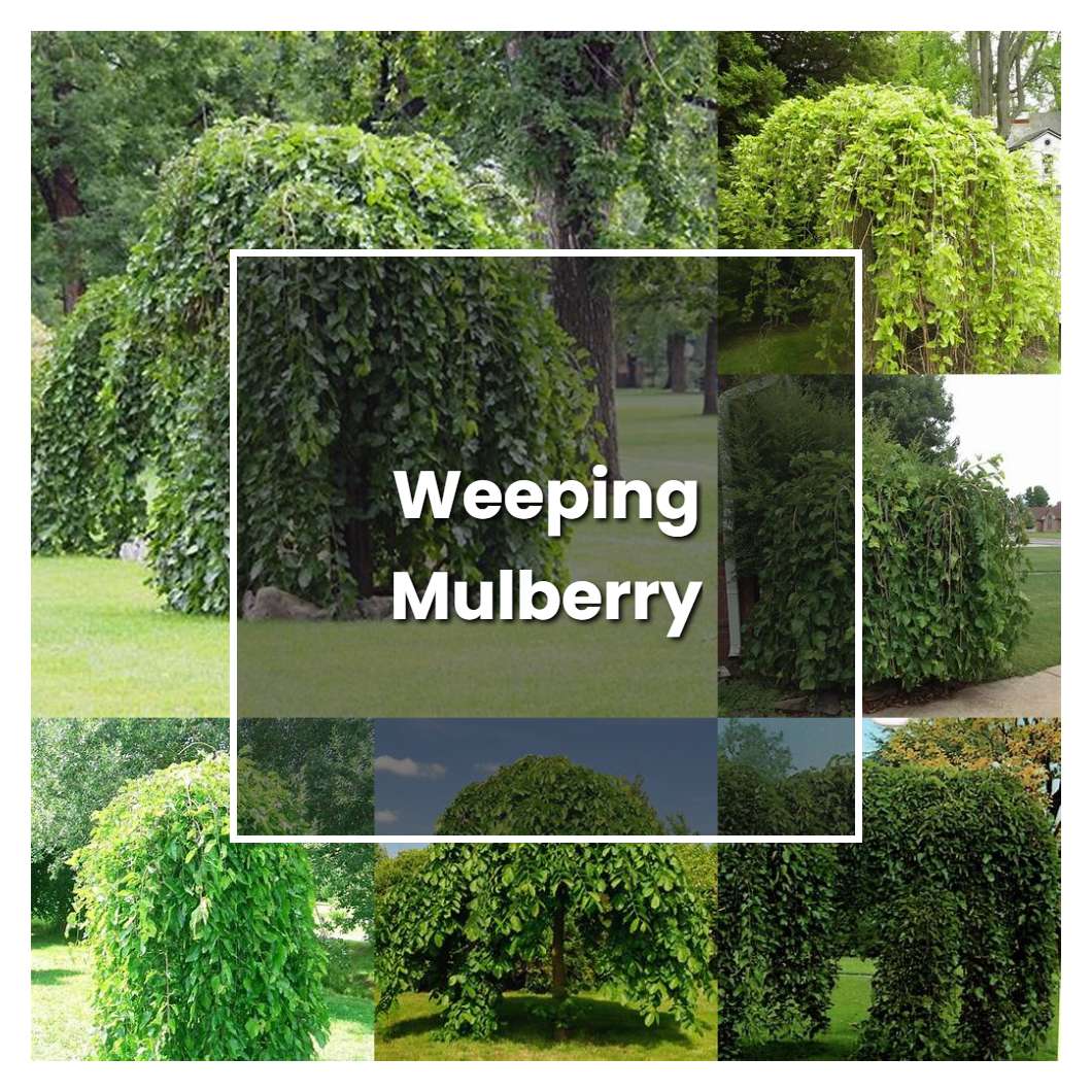 How To Grow Weeping Mulberry Plant Care Tips Norwichgardener