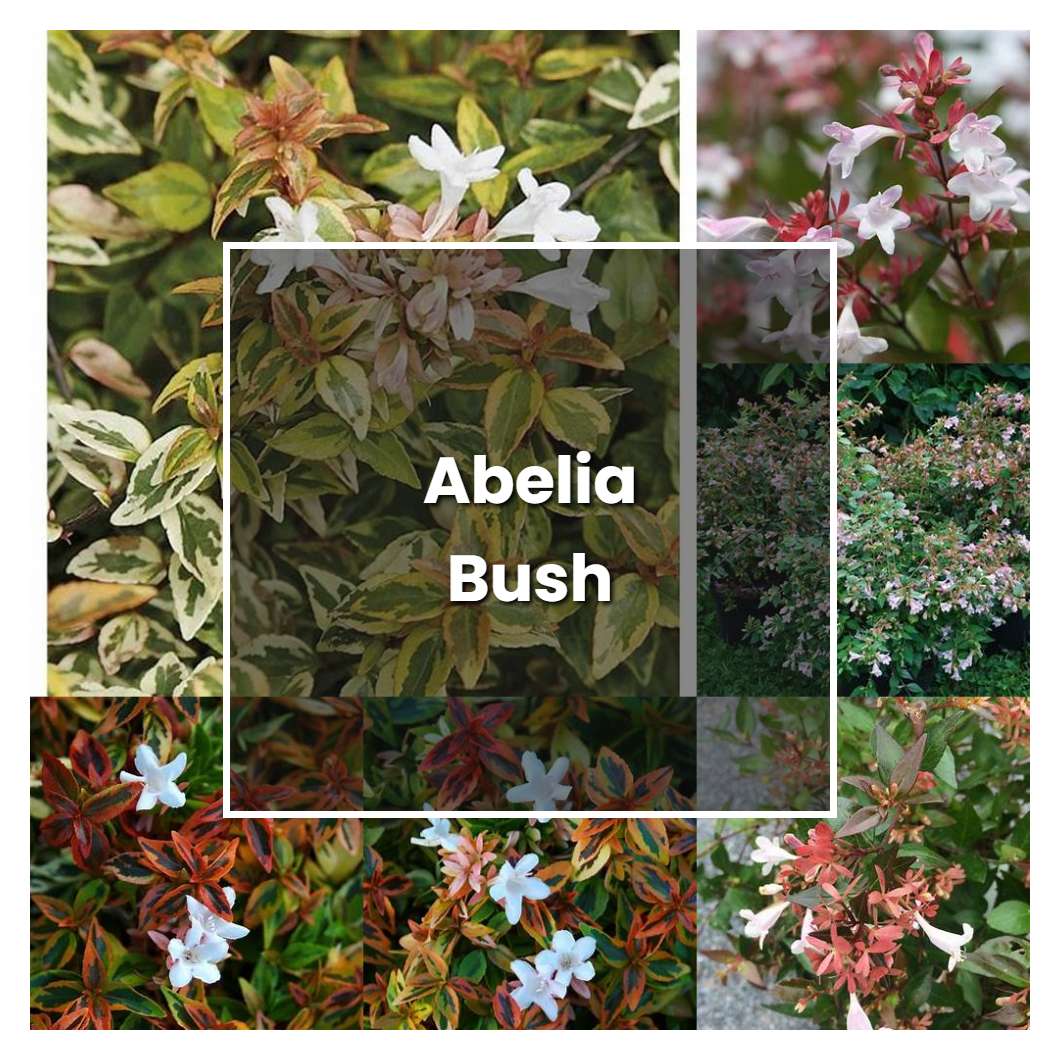 How to Grow Abelia Bush - Plant Care & Tips | NorwichGardener