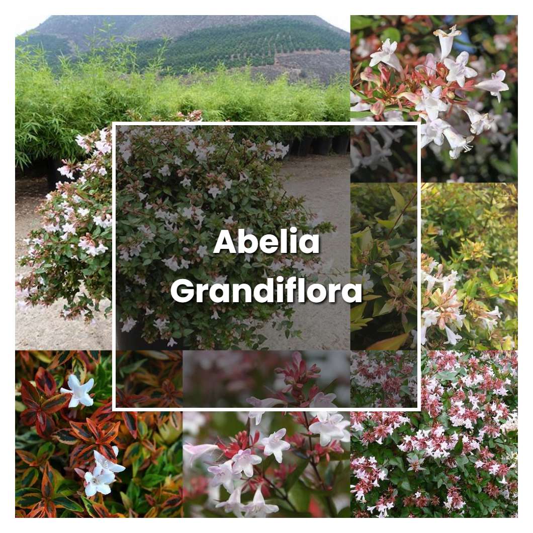 How To Grow Abelia Grandiflora - Plant Care & Tips | NorwichGardener