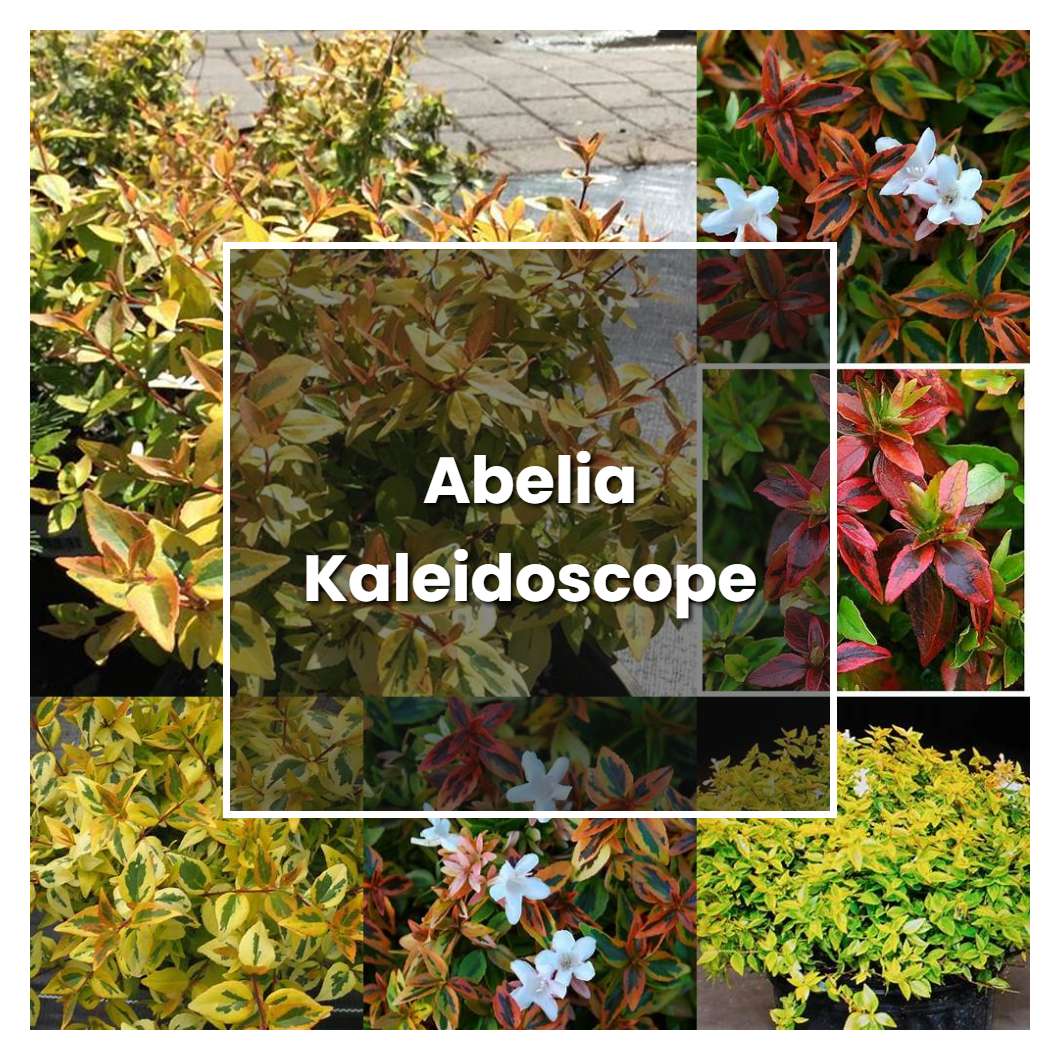 How to Grow Abelia Kaleidoscope - Plant Care & Tips | NorwichGardener