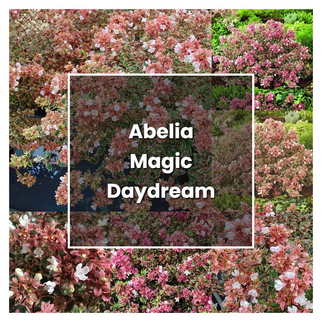 How to Grow Abelia Magic Daydream - Plant Care & Tips | NorwichGardener