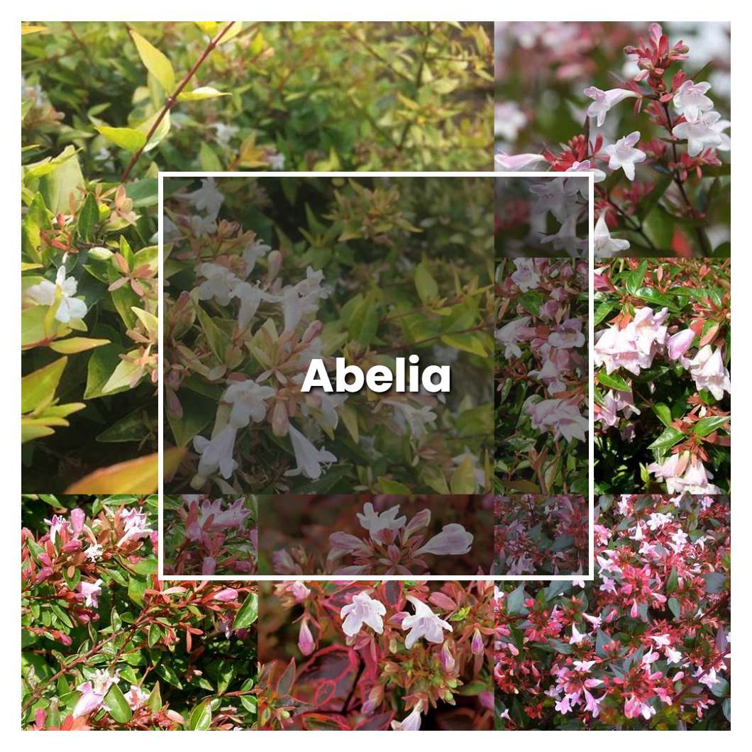 How To Grow Abelia - Plant Care & Tips | NorwichGardener