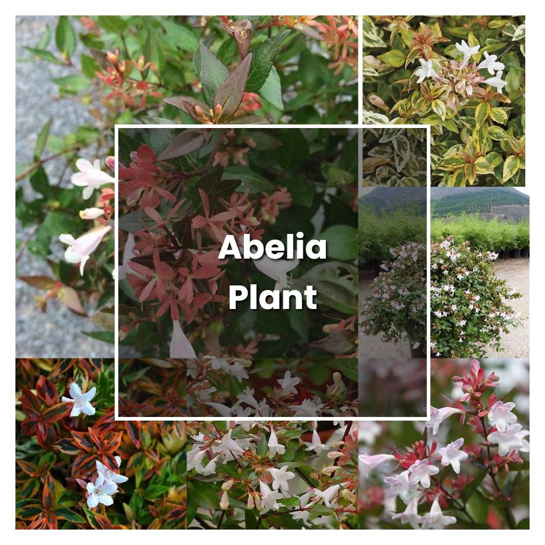 How to Grow Abelia Plant - Plant Care & Tips | NorwichGardener