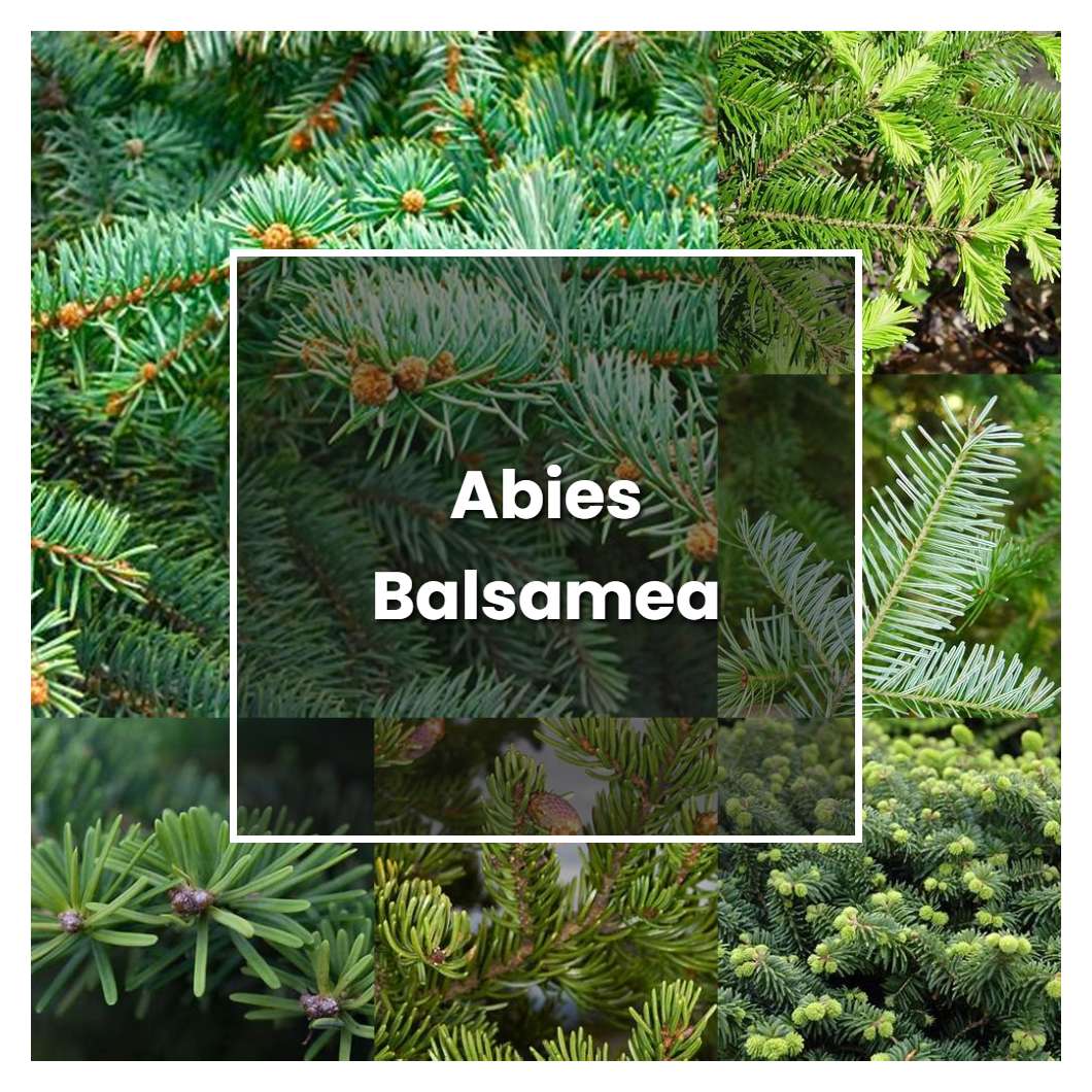 How To Grow Abies Balsamea - Plant Care & Tips | NorwichGardener