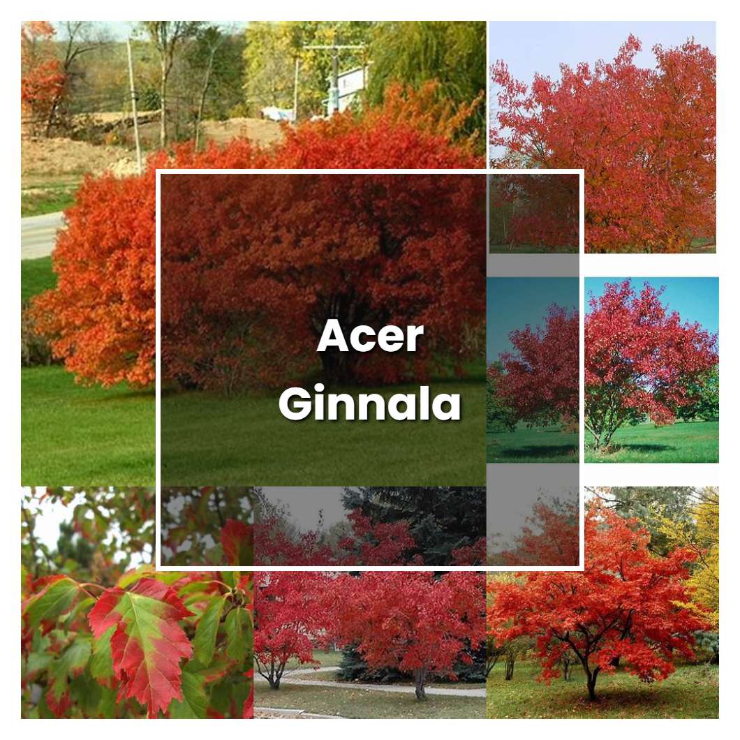 How to Grow Acer Ginnala - Plant Care & Tips