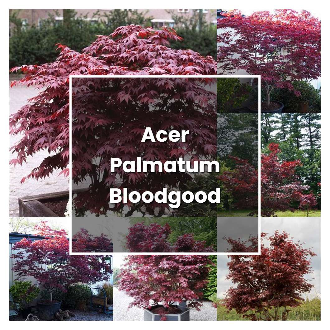 How to Grow Acer Palmatum Bloodgood - Plant Care & Tips