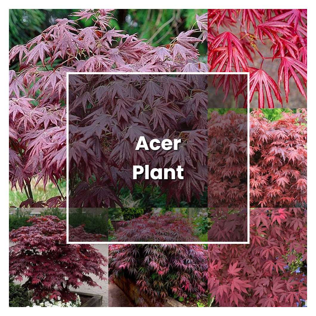 How To Grow Acer Plant - Plant Care & Tips | NorwichGardener