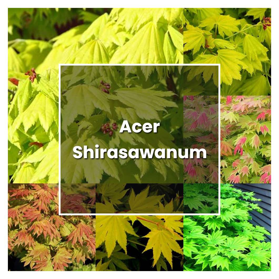 how-to-grow-acer-shirasawanum-plant-care-tips-norwichgardener