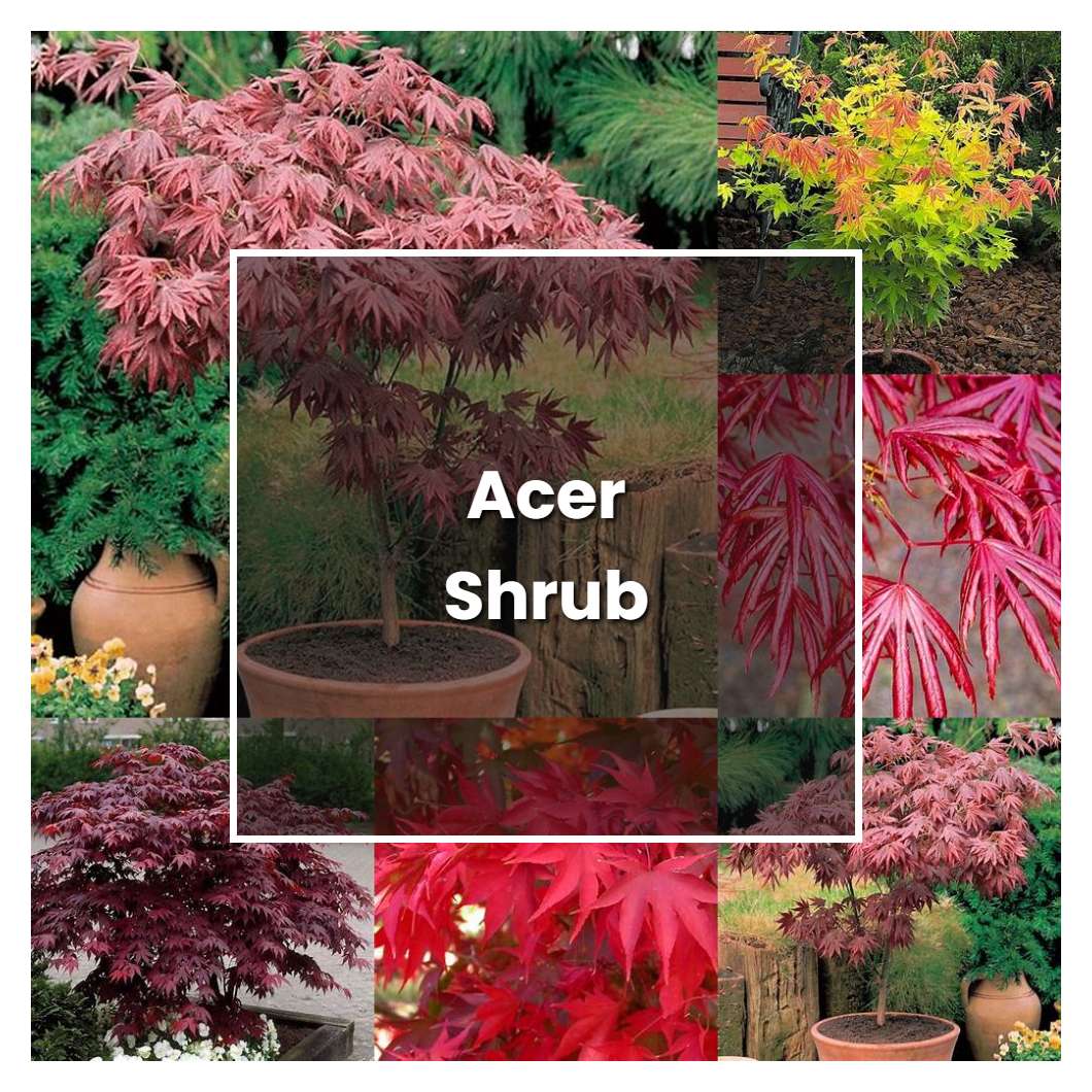 how-to-grow-acer-shrub-plant-care-tips-norwichgardener