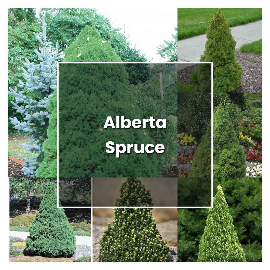 How to Grow Alberta Spruce Plant Care & Tips NorwichGardener