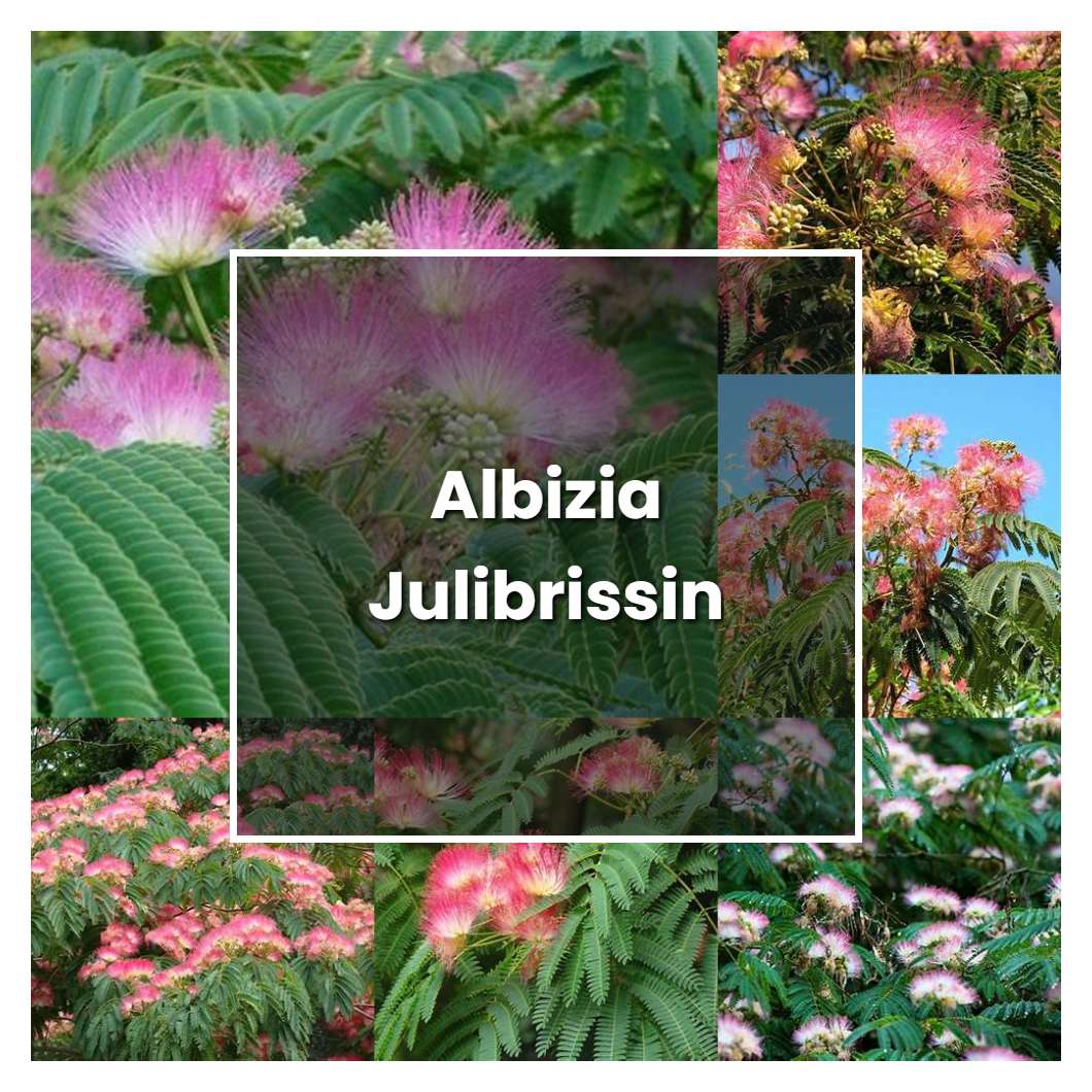 How to Grow Albizia Julibrissin - Plant Care & Tips | NorwichGardener