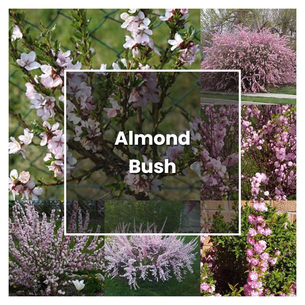 How to Grow Almond Bush - Plant Care & Tips | NorwichGardener