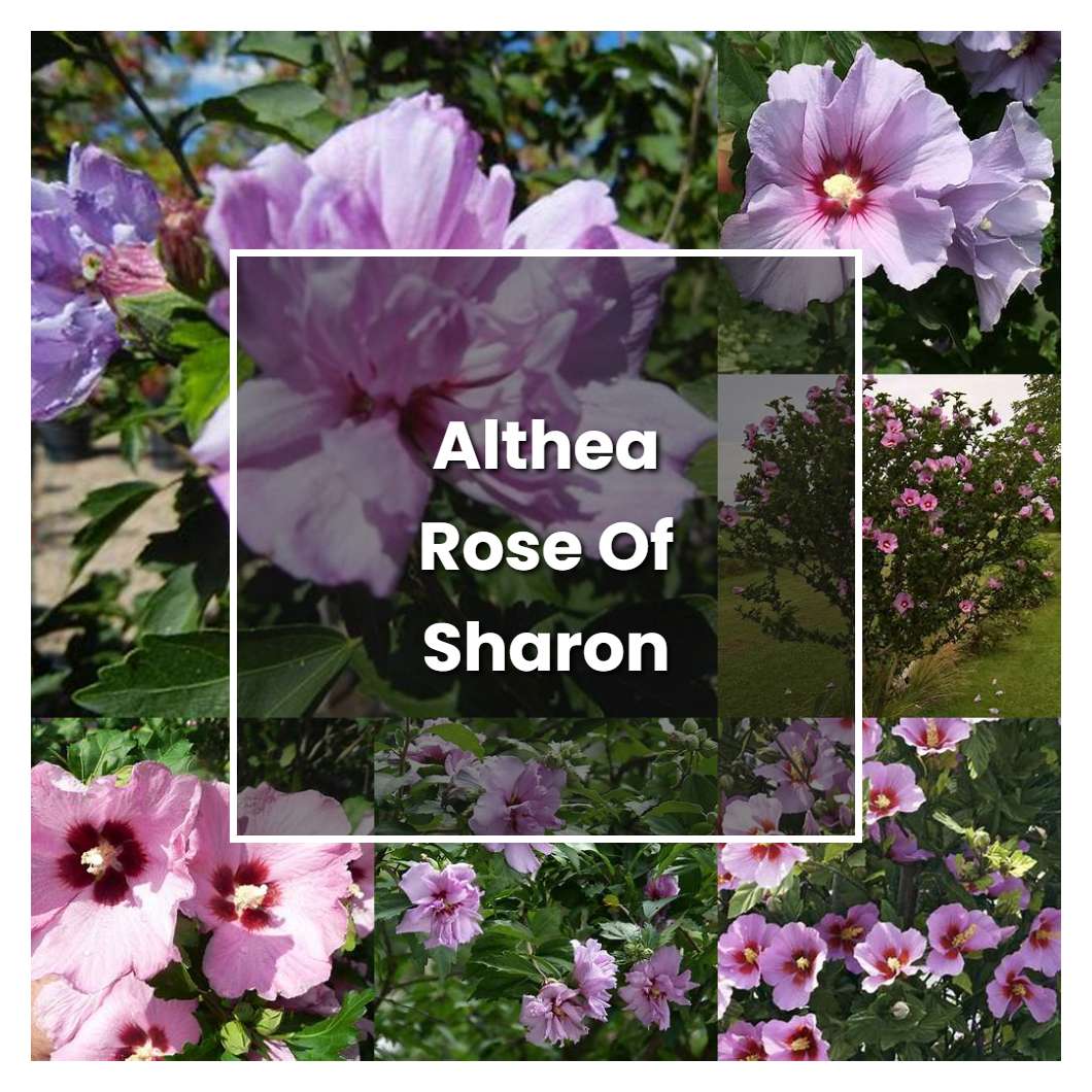 How To Grow Althea Rose Of Sharon Plant Care And Tips Norwichgardener