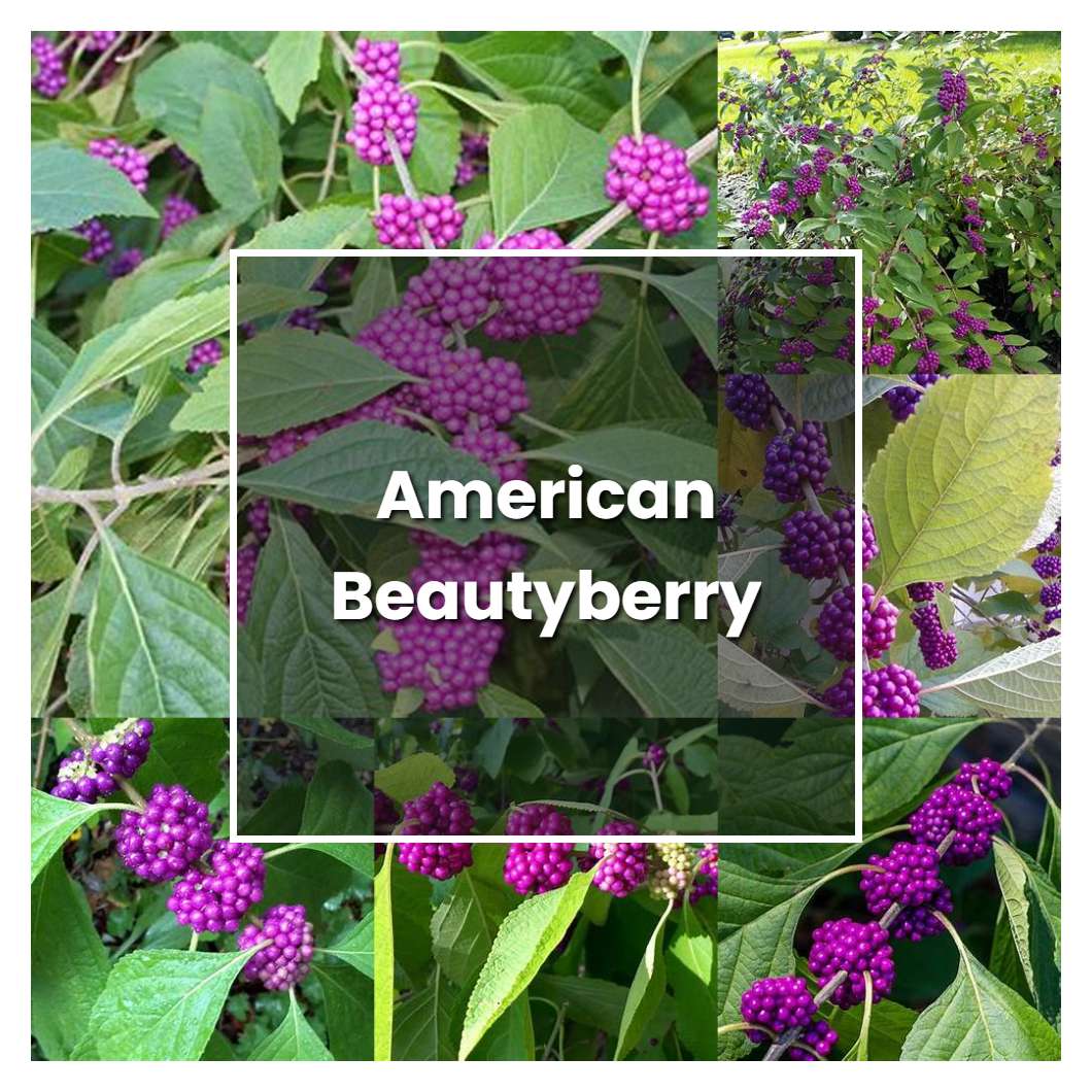 How to Grow American Beautyberry - Plant Care & Tips