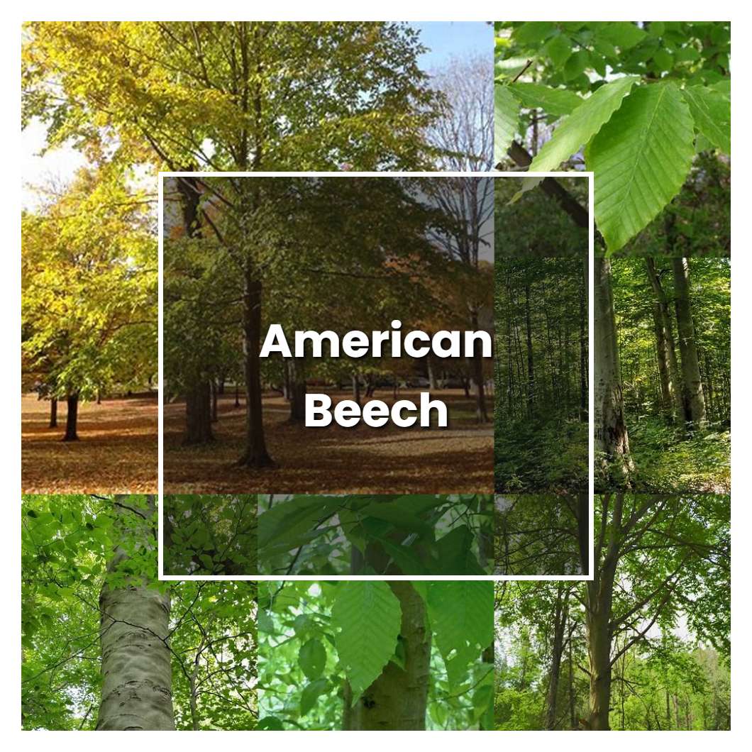 How to Grow American Beech - Plant Care & Tips