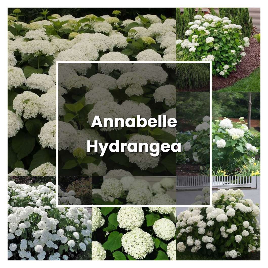 how-to-grow-annabelle-hydrangea-plant-care-tips-norwichgardener