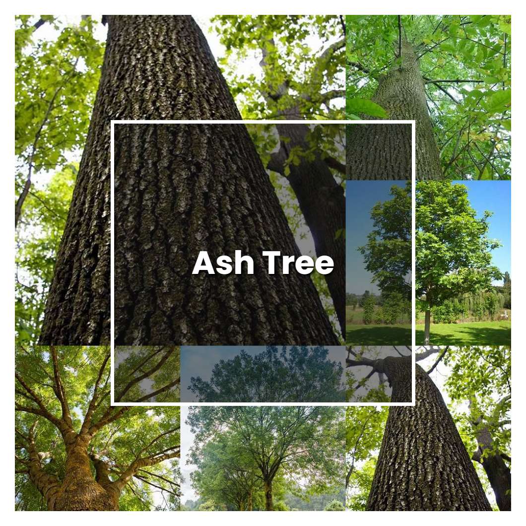 How To Grow Ash Tree Plant Care And Tips Norwichgardener