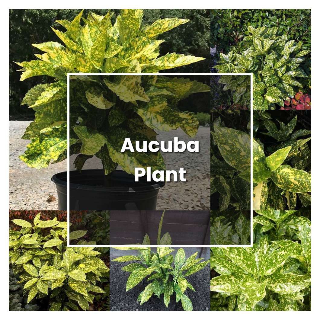 How to Grow Aucuba Plant - Plant Care & Tips | NorwichGardener