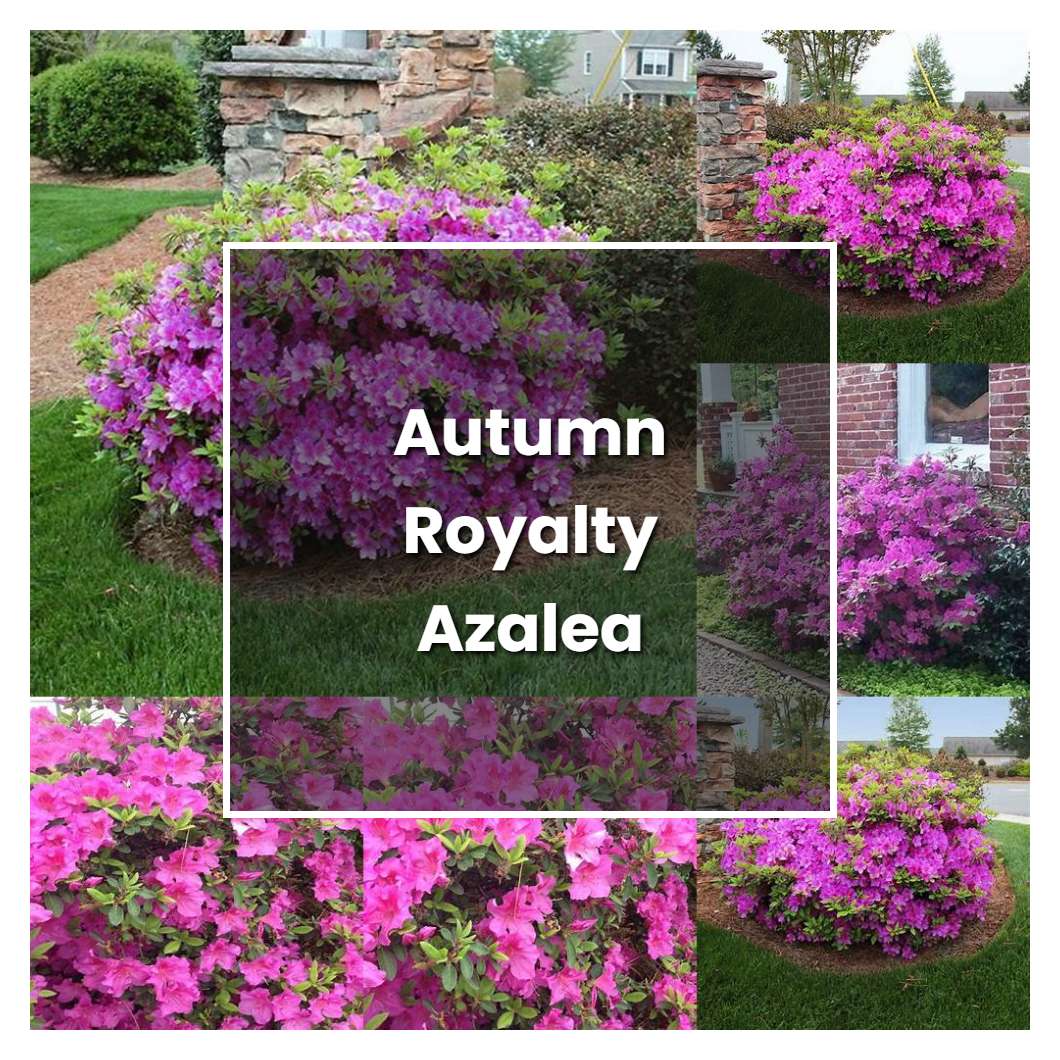 How To Grow Autumn Royalty Azalea - Plant Care & Tips | NorwichGardener