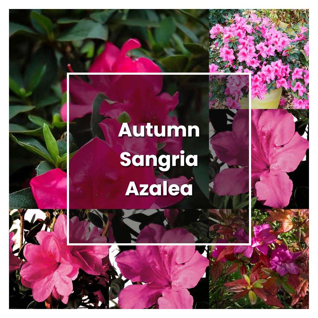 How To Grow Autumn Sangria Azalea - Plant Care & Tips | NorwichGardener