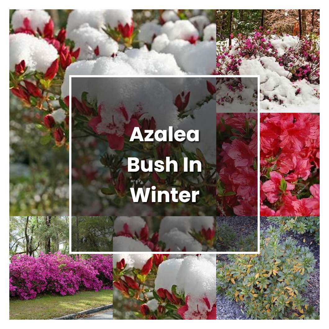 How to Grow Azalea Bush In Winter - Plant Care & Tips | NorwichGardener