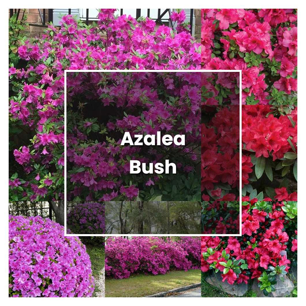 How To Grow Azalea Bush - Plant Care & Tips | NorwichGardener