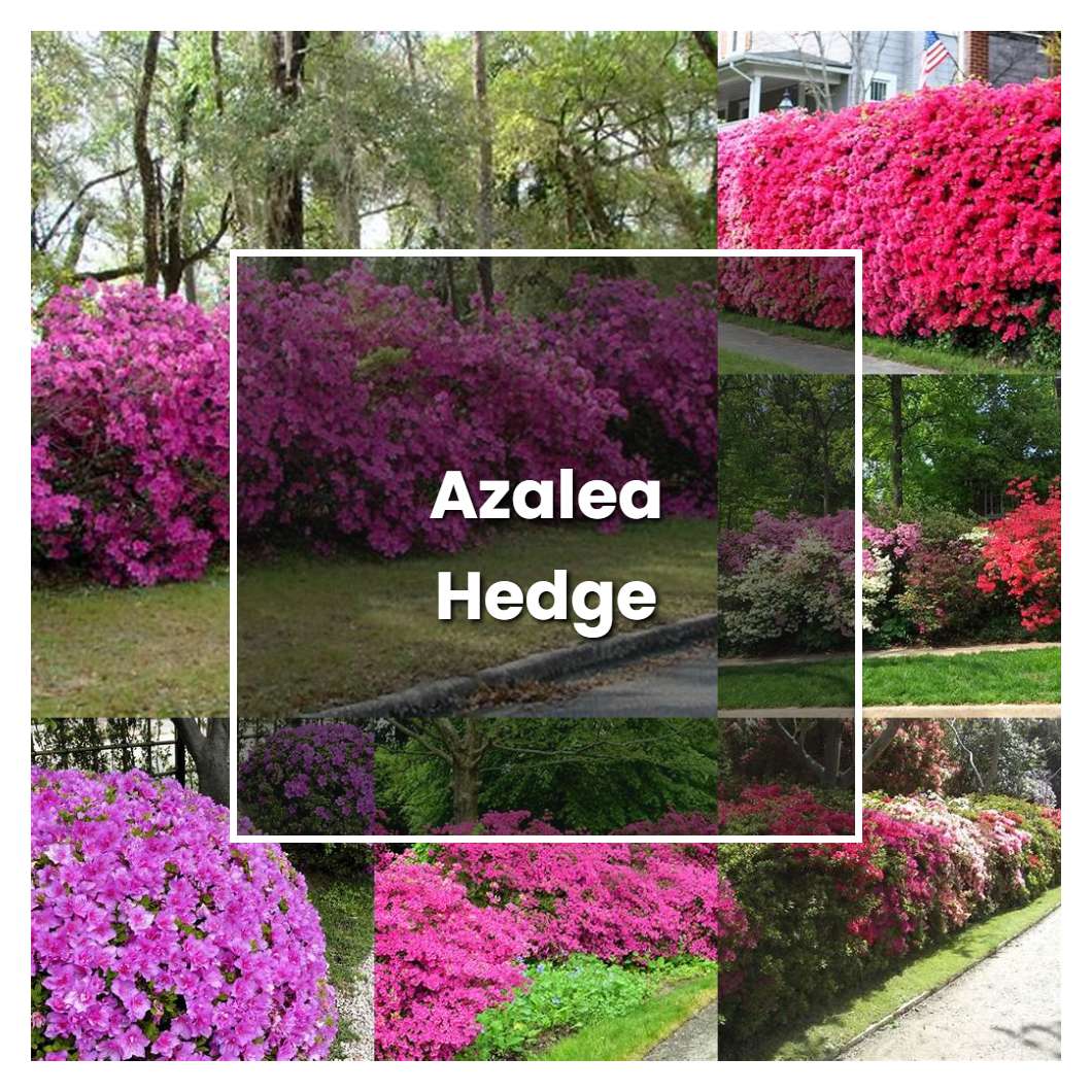 How To Grow Azalea Hedge - Plant Care & Tips | NorwichGardener