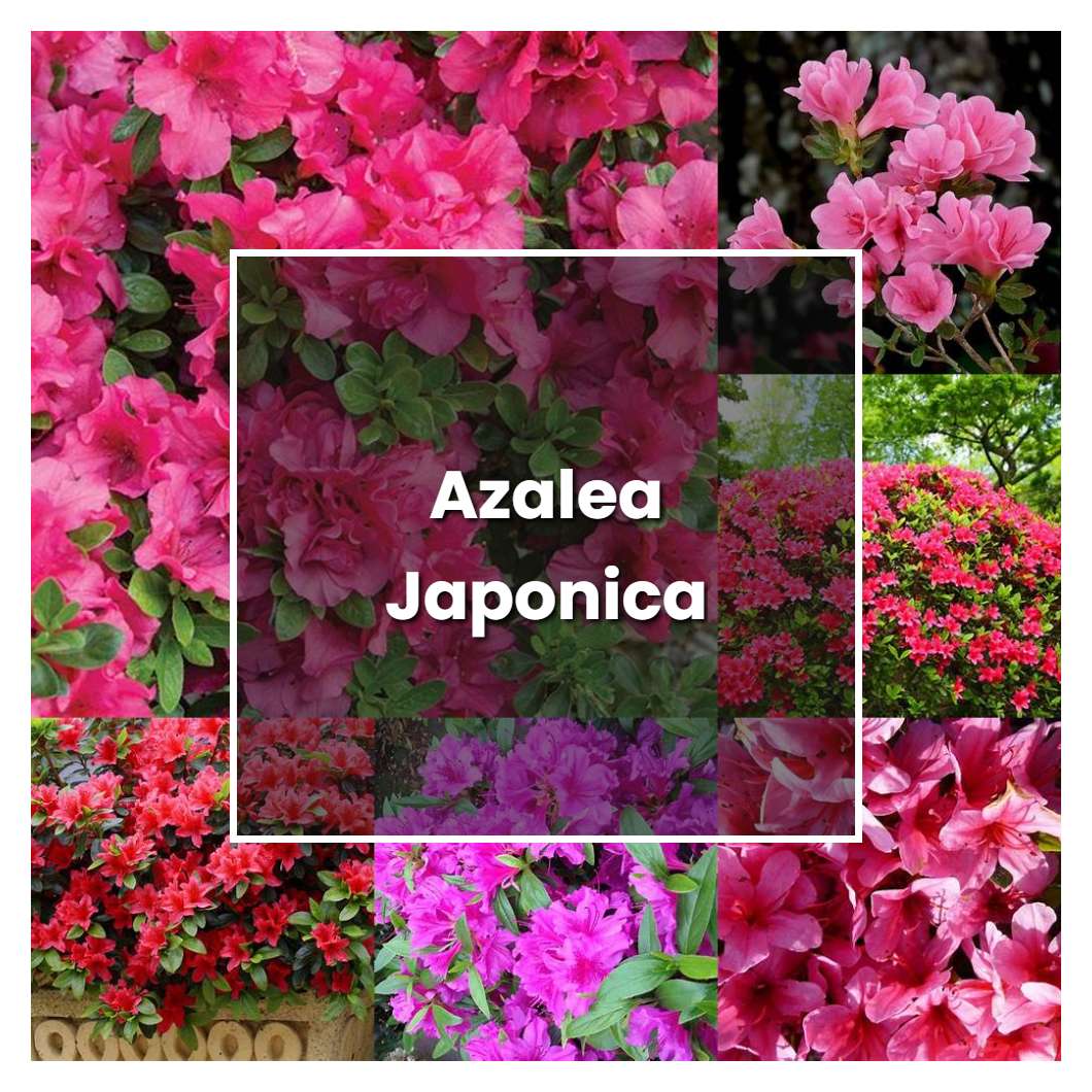 How to Grow Azalea Japonica - Plant Care & Tips | NorwichGardener