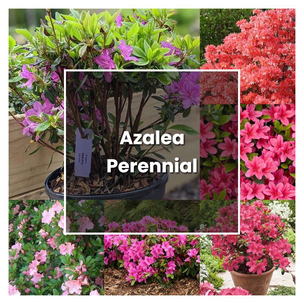 How To Grow Azalea Perennial - Plant Care & Tips | NorwichGardener